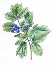 Cohosh