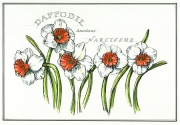 Daffodil300