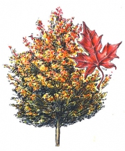 Maple