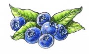 Blueberries