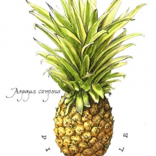 Pinepple